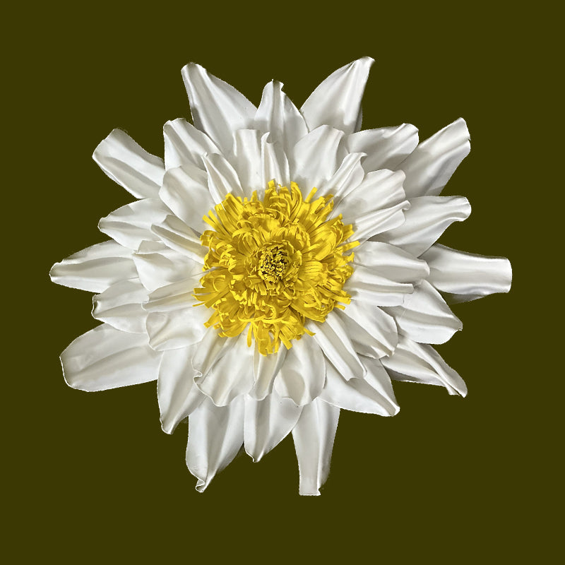 White Daisy Flower